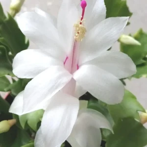 5 White Thanksgiving Cactus Cuttings - Schlumbergera Zygocactus Leaf Ready to Plant - Image 2
