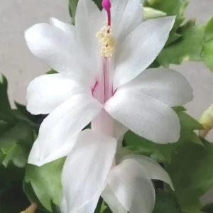 5 White Thanksgiving Cactus Cuttings - Schlumbergera Zygocactus Leaf Ready to Plant - Image 1