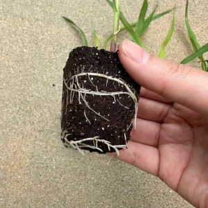 50 Coco Plugs Seed Starter Cubes Rooting & Germination Medium - Image 4