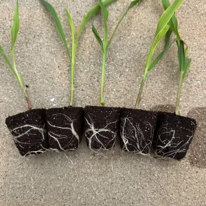 50 Coco Plugs Seed Starter Cubes Rooting & Germination Medium - Image 5