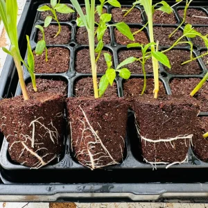 50 Coco Plugs Seed Starter Cubes Rooting & Germination Medium - Image 7