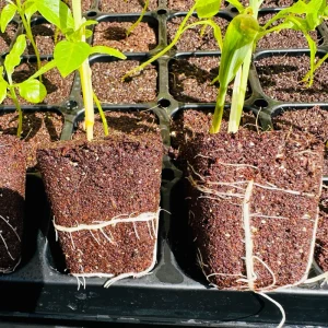 50 Coco Plugs Seed Starter Cubes Rooting & Germination Medium - Image 8