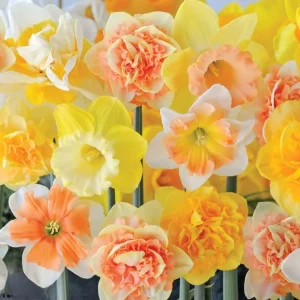 50 Colorful Daffodil Bulbs – Mixed Narcissus Flowers – 12-16cm Size – Outdoor - Image 4