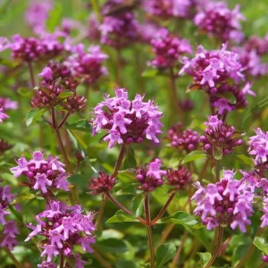50,000 Pink Creeping Thyme Seeds - Perennial Ground Cover, Outdoor - Image 4