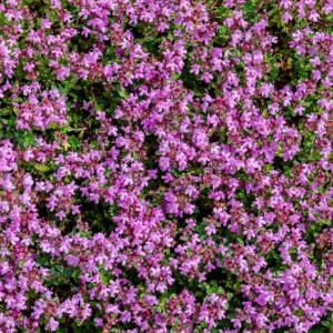 50,000 Pink Creeping Thyme Seeds - Perennial Ground Cover, Outdoor - Image 5