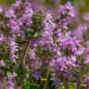 50,000 Pink Creeping Thyme Seeds - Perennial Ground Cover, Outdoor - Image 6