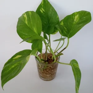 6 Golden Pothos Ivy Live Plant Cuttings – Epipremnum, Indoor/Outdoor Air Purifying - Image 2