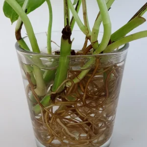 6 Golden Pothos Ivy Live Plant Cuttings – Epipremnum, Indoor/Outdoor Air Purifying - Image 3