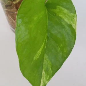 6 Golden Pothos Ivy Live Plant Cuttings – Epipremnum, Indoor/Outdoor Air Purifying - Image 4