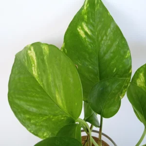 6 Golden Pothos Ivy Live Plant Cuttings – Epipremnum, Indoor/Outdoor Air Purifying - Image 5
