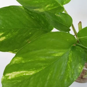 6 Golden Pothos Ivy Live Plant Cuttings – Epipremnum, Indoor/Outdoor Air Purifying - Image 6