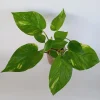 6 Golden Pothos Ivy Live Plant Cuttings – Epipremnum, Indoor/Outdoor Air Purifying - Image 1