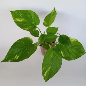 6 Golden Pothos Ivy Live Plant Cuttings – Epipremnum, Indoor/Outdoor Air Purifying - Image 1