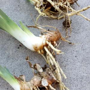 7 Bearded Iris Bulbs - Mixed Variety Perennial Rhizomes for Garden - Image 4