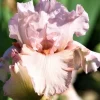 7 Bearded Iris Bulbs - Mixed Variety Perennial Rhizomes for Garden - Image 1