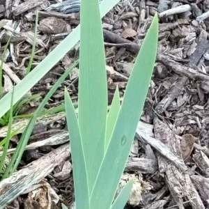 7 Bearded Iris Bulbs - Mixed Variety Perennial Rhizomes for Garden - Image 5