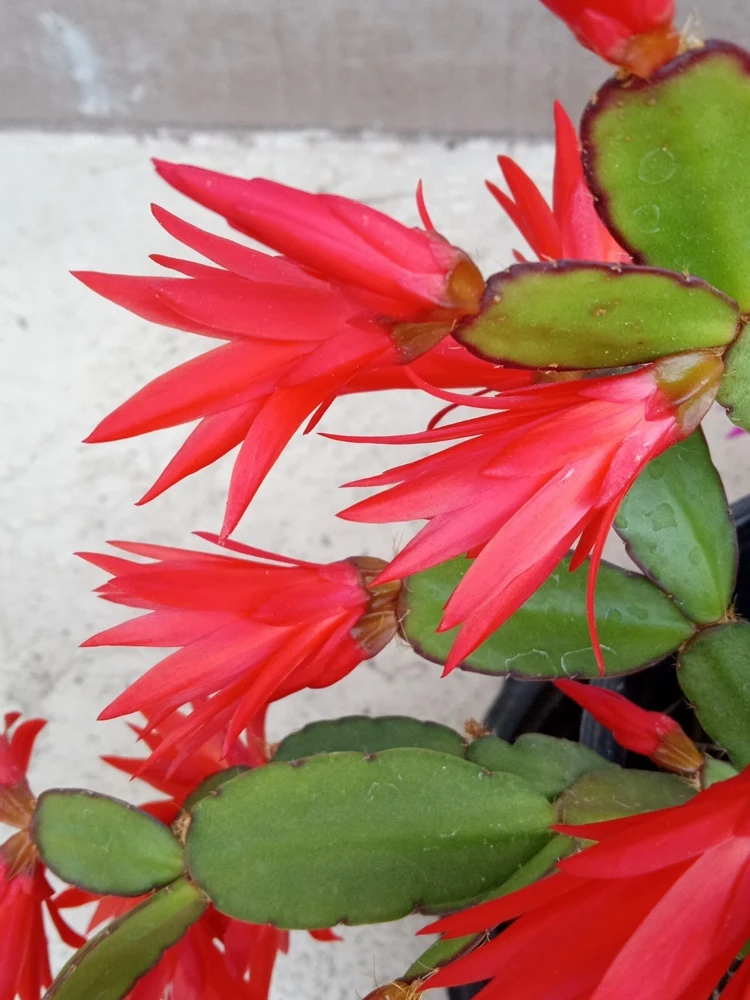 7 Easter Holiday Cactus Leaf Cuttings - Pink & Red Schlumbergera Zygocactus Mix - Image 10