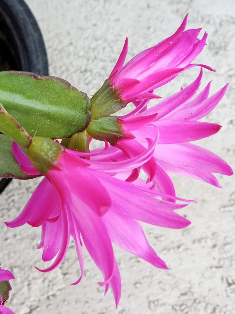 7 Easter Holiday Cactus Leaf Cuttings - Pink & Red Schlumbergera Zygocactus Mix - Image 11