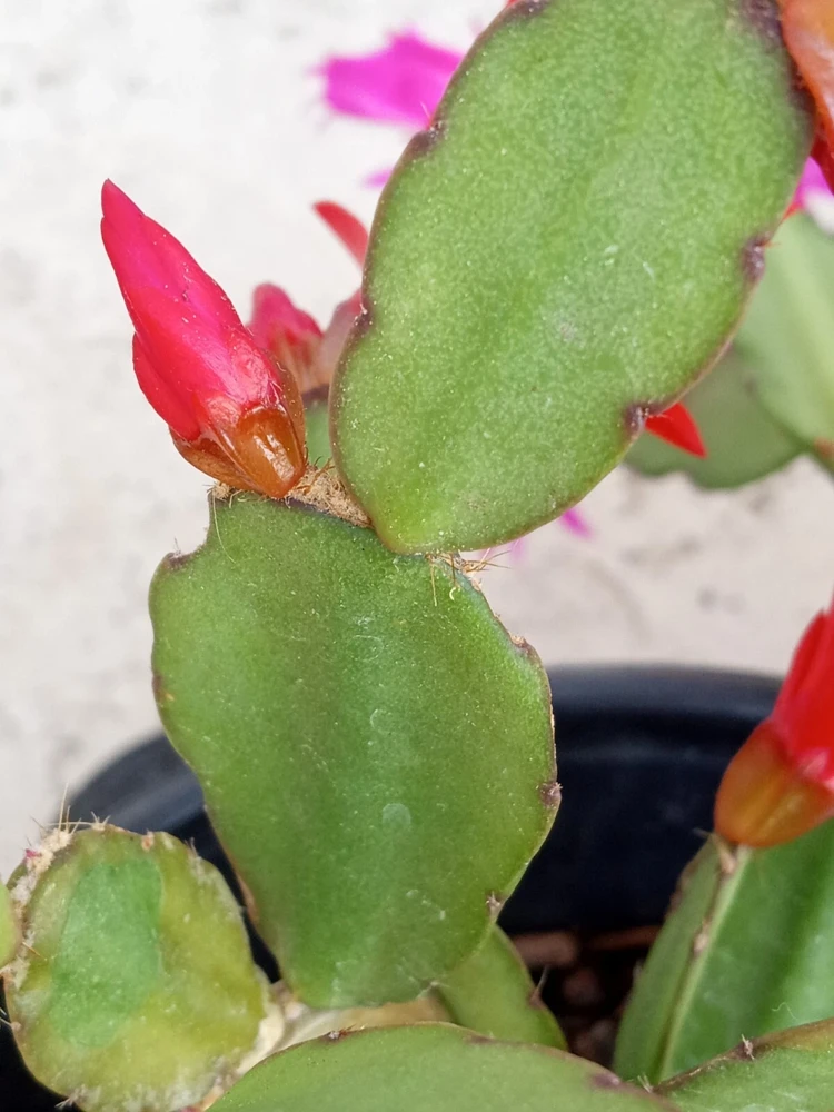 7 Easter Holiday Cactus Leaf Cuttings - Pink & Red Schlumbergera Zygocactus Mix - Image 12