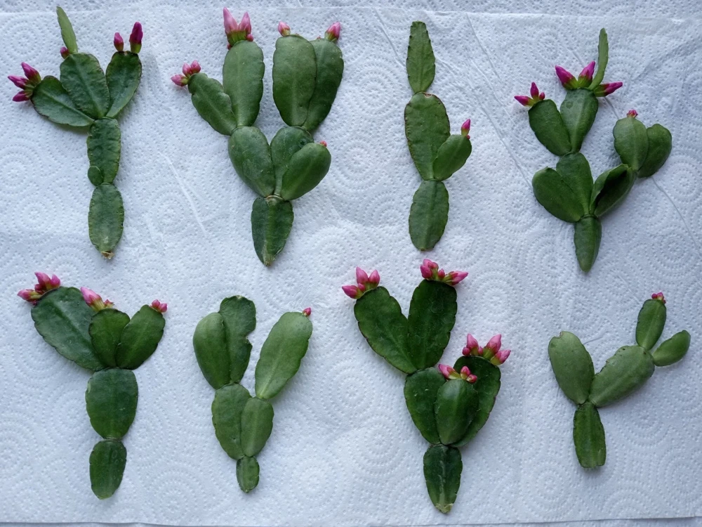 7 Easter Holiday Cactus Leaf Cuttings - Pink & Red Schlumbergera Zygocactus Mix - Image 13