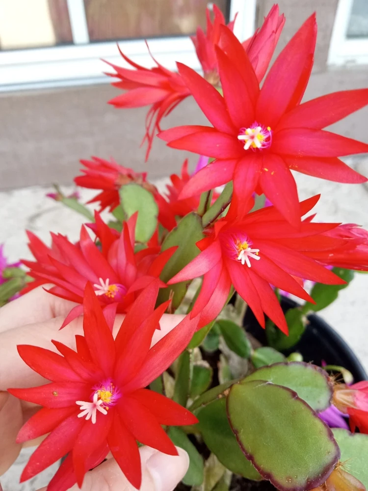 7 Easter Holiday Cactus Leaf Cuttings - Pink & Red Schlumbergera Zygocactus Mix - Image 2