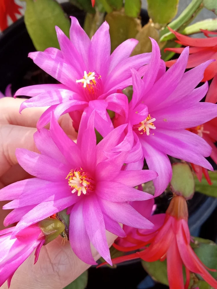 7 Easter Holiday Cactus Leaf Cuttings - Pink & Red Schlumbergera Zygocactus Mix - Image 1