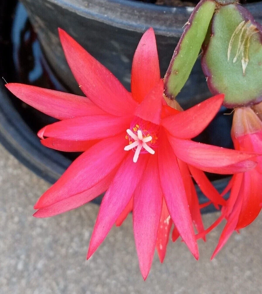 7 Easter Holiday Cactus Leaf Cuttings - Pink & Red Schlumbergera Zygocactus Mix - Image 3
