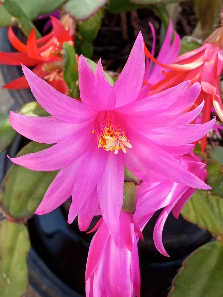 7 Easter Holiday Cactus Leaf Cuttings - Pink & Red Schlumbergera Zygocactus Mix - Image 4