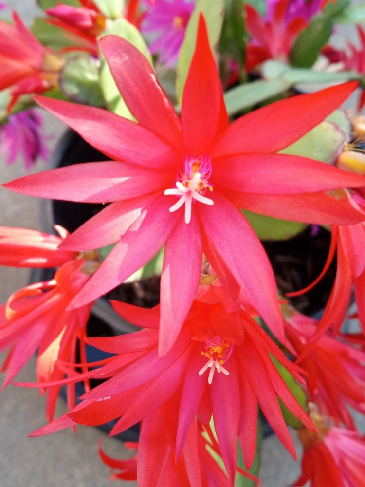 7 Easter Holiday Cactus Leaf Cuttings - Pink & Red Schlumbergera Zygocactus Mix - Image 5