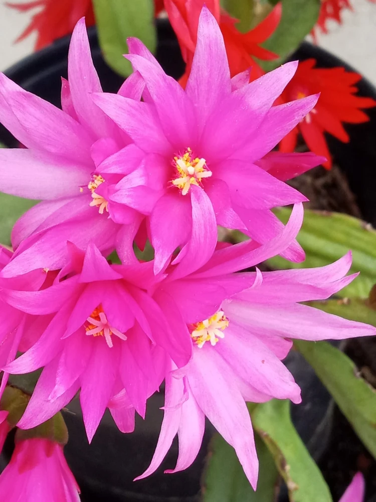 7 Easter Holiday Cactus Leaf Cuttings - Pink & Red Schlumbergera Zygocactus Mix - Image 6