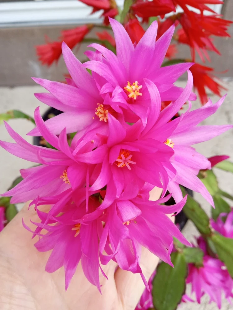 7 Easter Holiday Cactus Leaf Cuttings - Pink & Red Schlumbergera Zygocactus Mix - Image 7