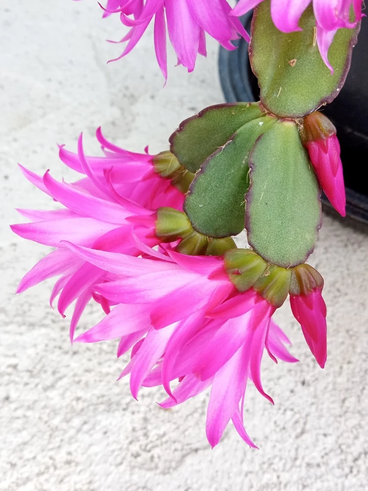7 Easter Holiday Cactus Leaf Cuttings - Pink & Red Schlumbergera Zygocactus Mix - Image 8