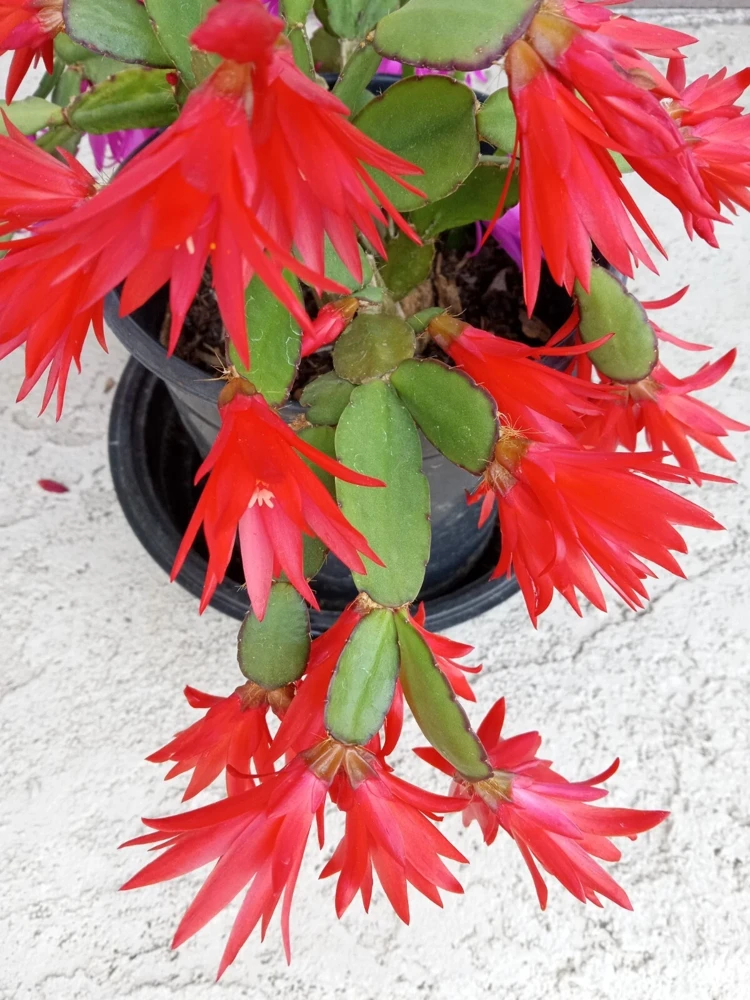 7 Easter Holiday Cactus Leaf Cuttings - Pink & Red Schlumbergera Zygocactus Mix - Image 9