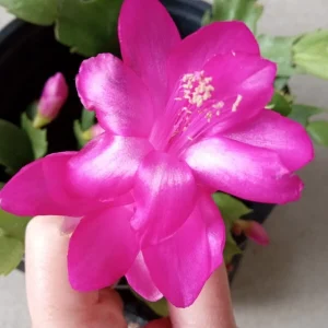 7 Magenta Thanksgiving Cactus Schlumbergera Cuttings - Live Plant - Indoor & Outdoor - Image 2