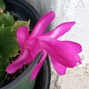 7 Magenta Thanksgiving Cactus Schlumbergera Cuttings - Live Plant - Indoor & Outdoor - Image 3