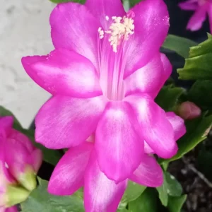 7 Magenta Thanksgiving Cactus Schlumbergera Cuttings - Live Plant - Indoor & Outdoor - Image 1