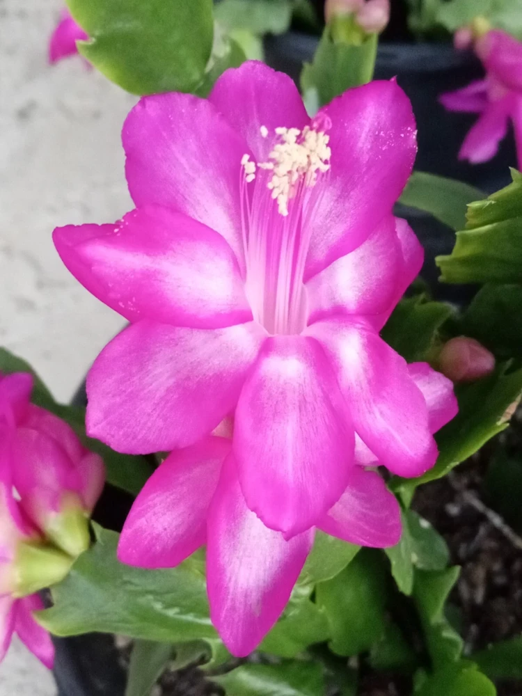 7 Magenta Thanksgiving Cactus Schlumbergera Cuttings - Live Plant - Indoor & Outdoor - Image 1