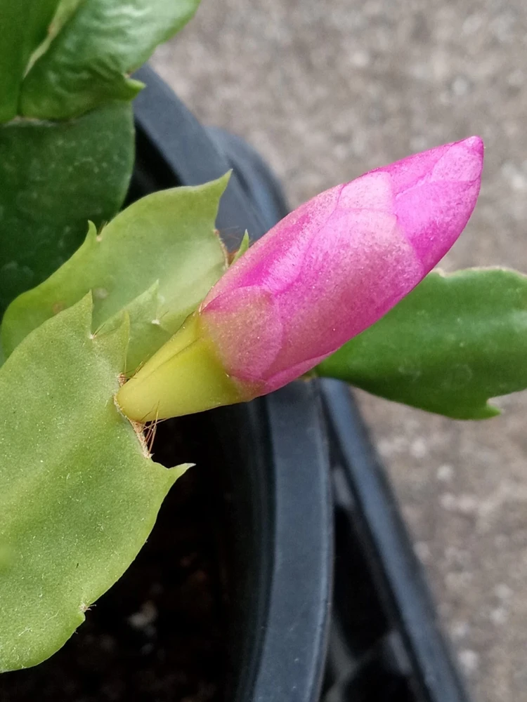 7 Magenta Thanksgiving Cactus Schlumbergera Cuttings - Live Plant - Indoor & Outdoor - Image 5