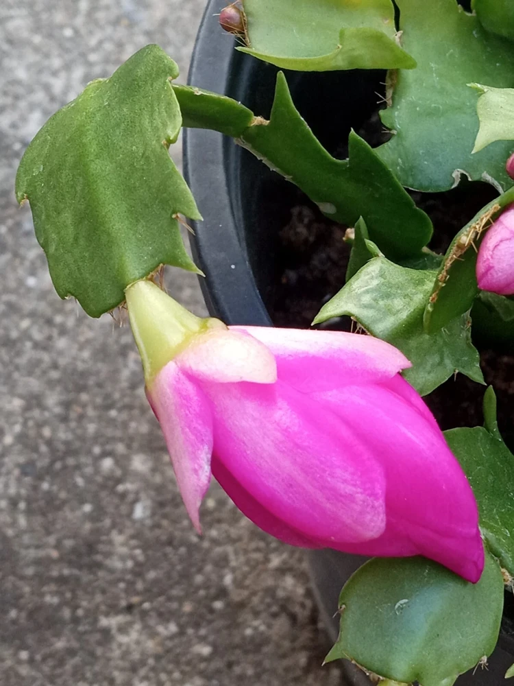 7 Magenta Thanksgiving Cactus Schlumbergera Cuttings - Live Plant - Indoor & Outdoor - Image 6