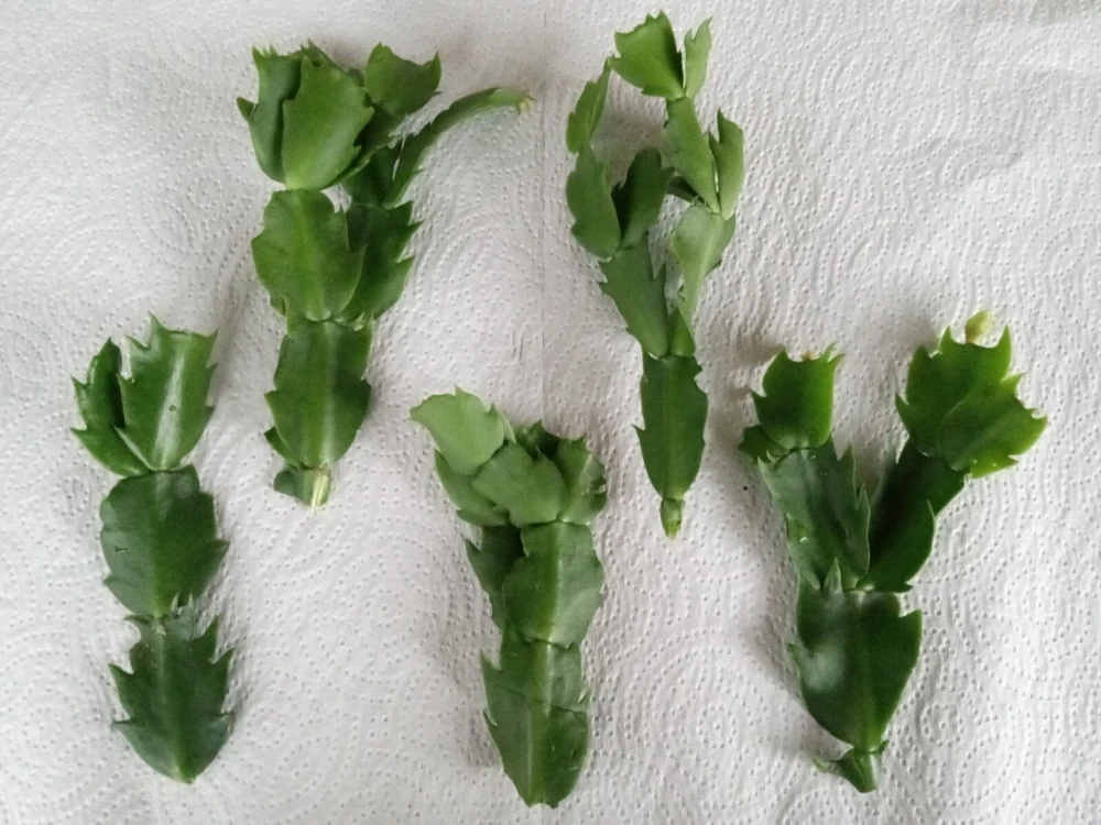 7 Magenta Thanksgiving Cactus Schlumbergera Cuttings - Live Plant - Indoor & Outdoor - Image 7