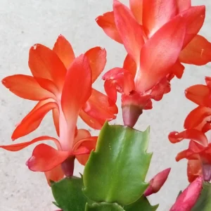 7 Orange Thanksgiving Holiday Cactus Cuttings - Schlumbergera Zygocactus Leaf Ready to Grow - Image 3