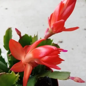7 Orange Thanksgiving Holiday Cactus Cuttings - Schlumbergera Zygocactus Leaf Ready to Grow - Image 5