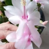 7 Pink Thanksgiving Cactus Leaf Cuttings - Schlumbergera Zygocactus Ready to Plant - Image 1