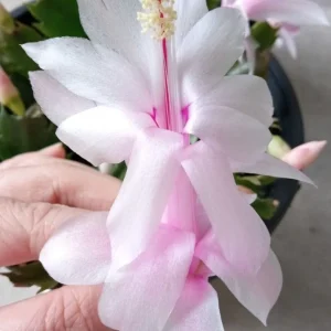 7 Pink Thanksgiving Cactus Leaf Cuttings - Schlumbergera Zygocactus Ready to Plant - Image 1