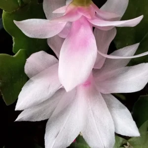 7 Pink Thanksgiving Cactus Leaf Cuttings - Schlumbergera Zygocactus Ready to Plant - Image 2