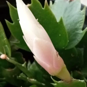 7 Pink Thanksgiving Cactus Leaf Cuttings - Schlumbergera Zygocactus Ready to Plant - Image 3