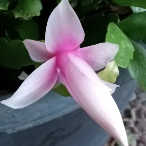 7 Pink Thanksgiving Cactus Leaf Cuttings - Schlumbergera Zygocactus Ready to Plant - Image 4