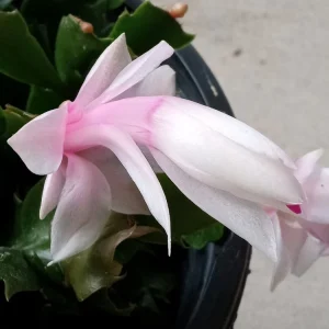 7 Pink Thanksgiving Cactus Leaf Cuttings - Schlumbergera Zygocactus Ready to Plant - Image 5