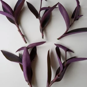 7 Purple Heart Tradescantia Pallida Live Cuttings - Perennial Houseplant - Image 2