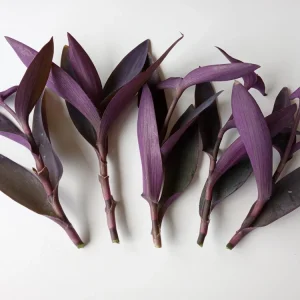 7 Purple Heart Tradescantia Pallida Live Cuttings - Perennial Houseplant - Image 1
